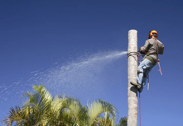 Palm Tree Removal, Perth
