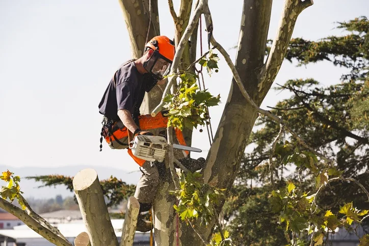 Tree Lopping, Perth